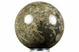 Fossil Crinoid Stems In Marble Sphere #308990-1